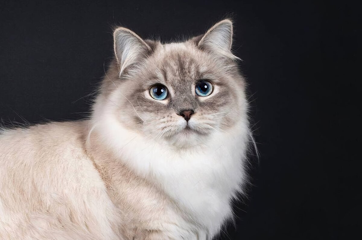 Невская маскарадная кошка 🐱: содержание дома, фото, купить, видео, цена