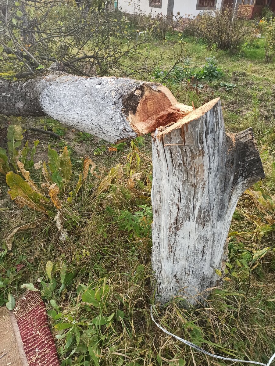 Цены на услуги по корчеванию яблони