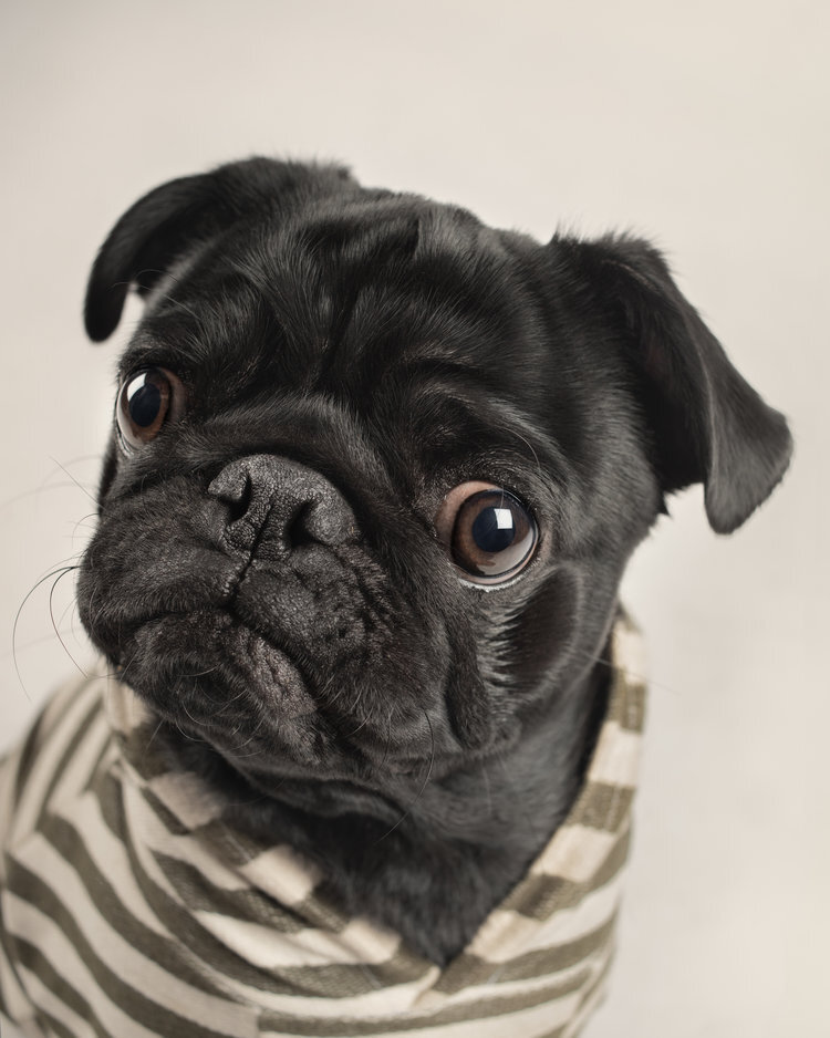 Фото: © Frog Dog Studios