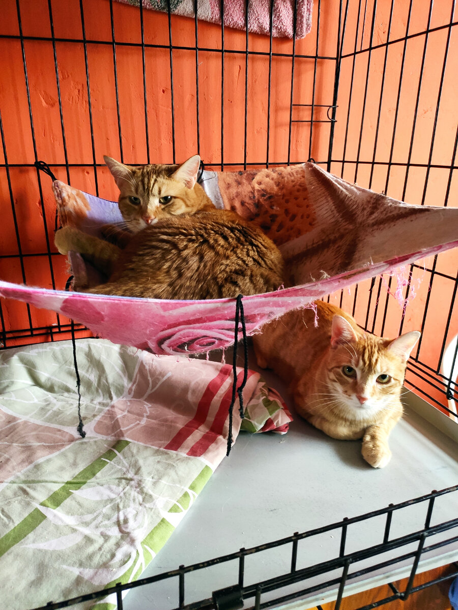 Славик и Лёва...