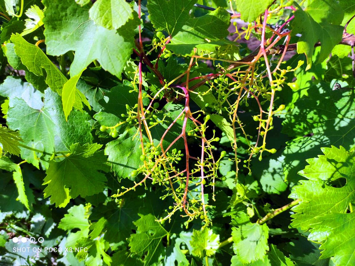 Виноград плохо опылился в результате длительных дождей во время цветения