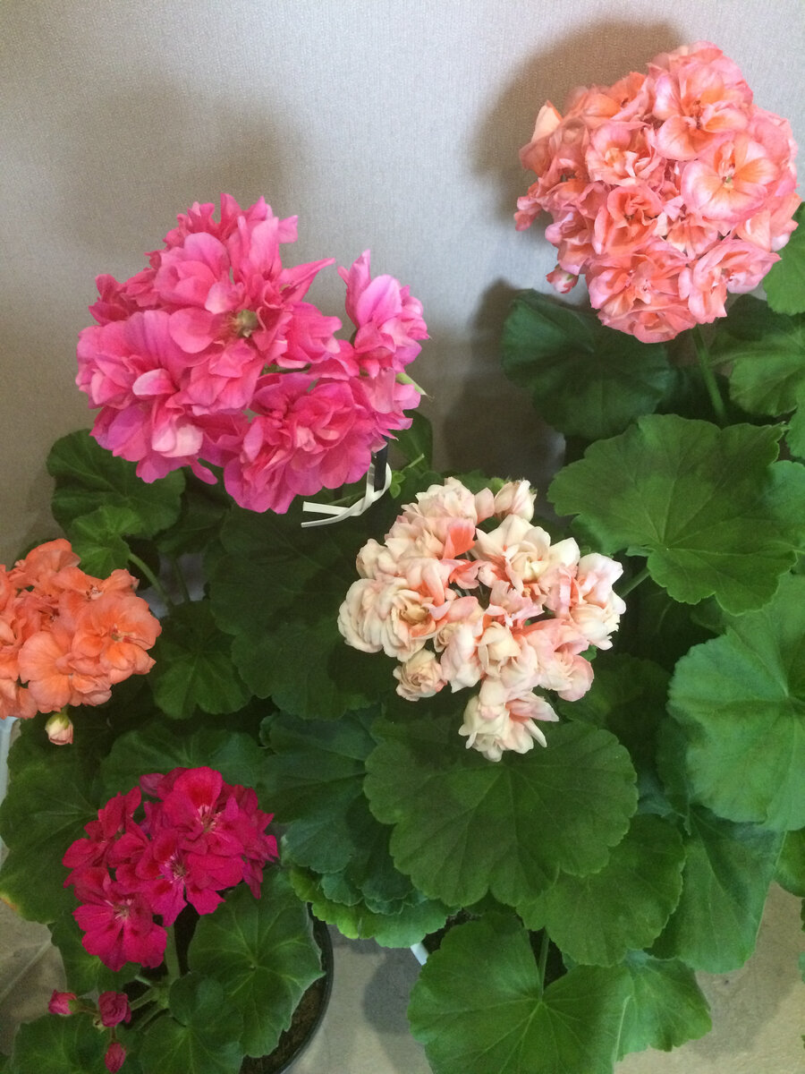 В конце апреля наши пеларгонии уже вовсю цветут в городской квартире. Уже скоро они переедут в сад, где их красота проявится в полной мере (фото автора).