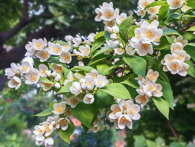 Садовый жасмин или чубушник. Ссылка на фото https://bitly.su/bu857Lul.