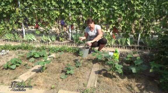 Питательная подкормка