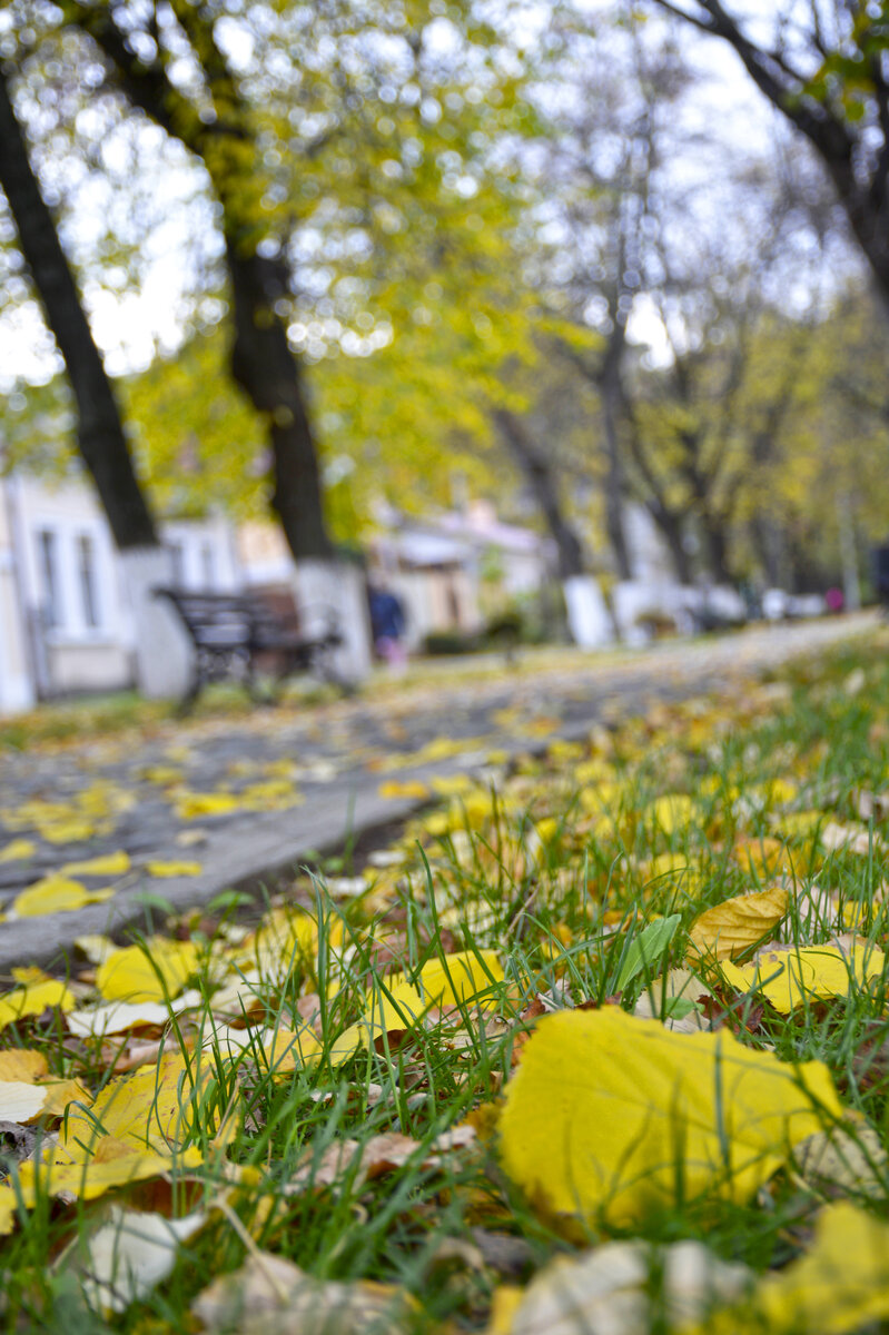 Ветер листья осенние носит, словно письма от птиц и зверей. Осень! Щедрая русская осень, у моих постучалась дверей.(с)
