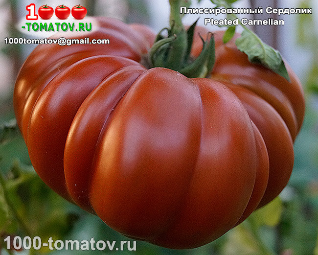 Томат Плиссированный Сердолик Pleated Carnelian фото 1