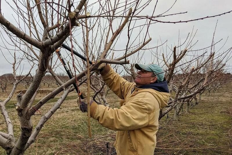 3. Внесение органического материала в почву