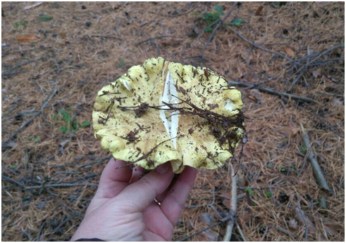 Ставьте лайки и подписывайтесь на мой канал