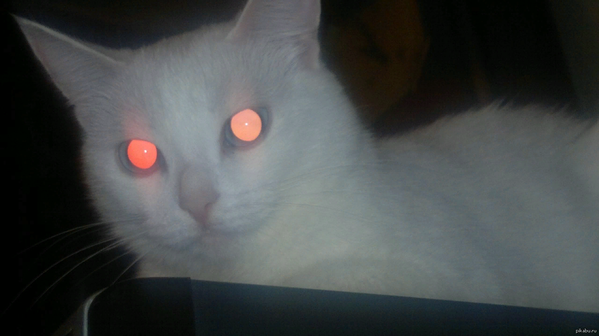 Почему у кошки ночью светятся глаза?
