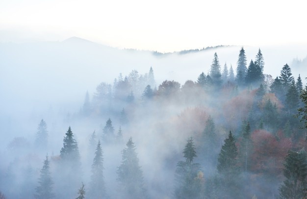 Фото - https://ru.freepik.com/