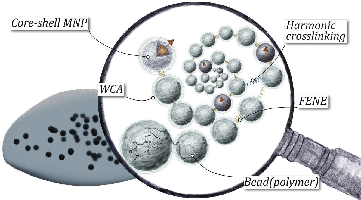 Черным цветом показаны магнитные частицы. Полимер заменен его выпуклой оболочкой. Увеличение объясняет основные взаимодействия. Иллюстрация: Journal of Molecular Liquids.