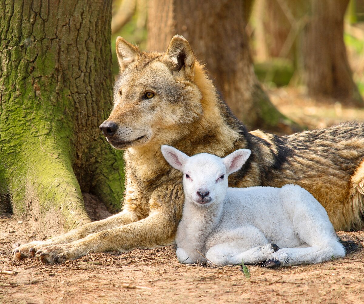 Тогда волк будет жить вместе с ягненком, и барс будет лежать вместе с козленком; и теленок, и молодой лев, и вол будут вместе, и малое дитя будет водить их. Исаия 11:6