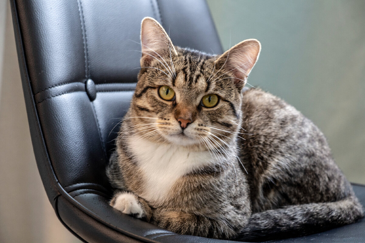 Мой кот Оскар