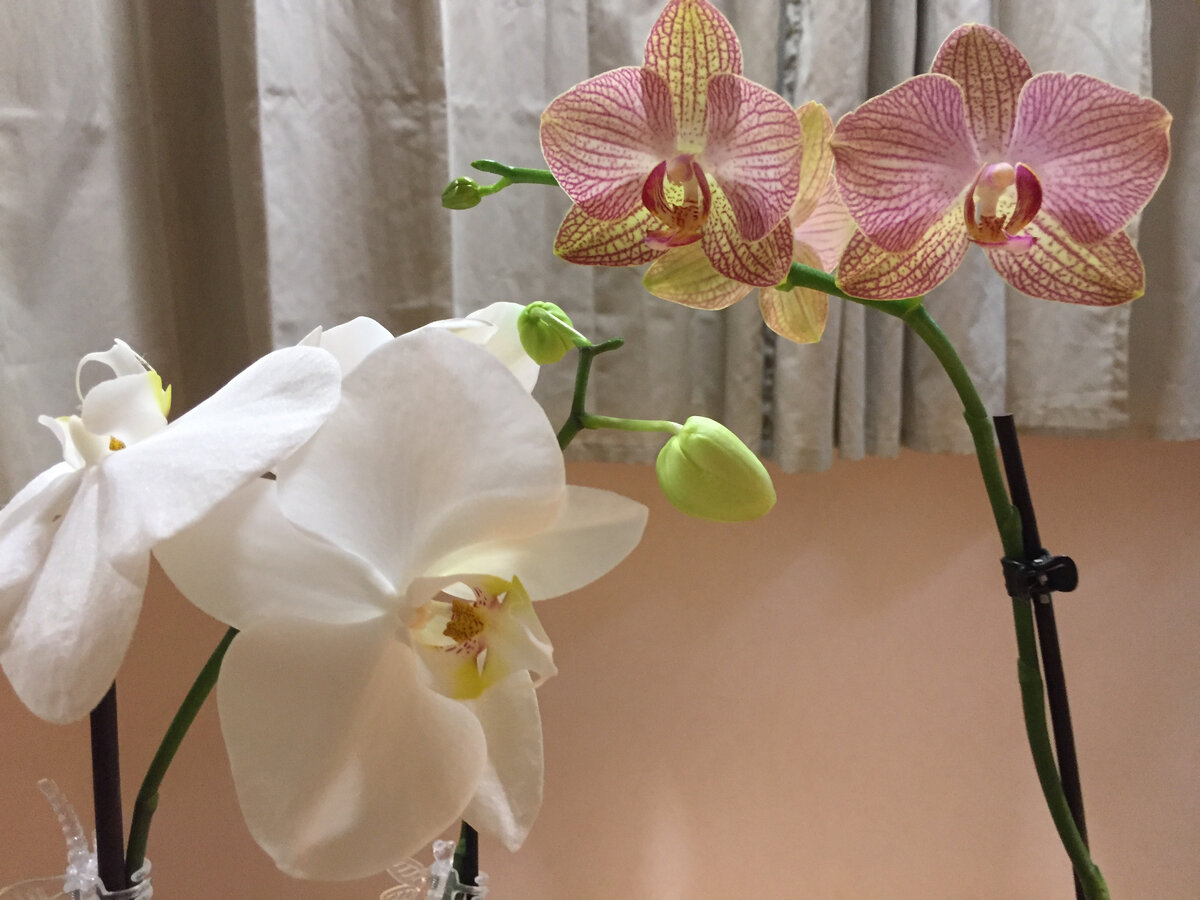 Белая Премиум и Равелло