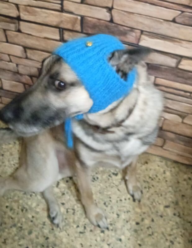 шапка для собаки - Страна Мам