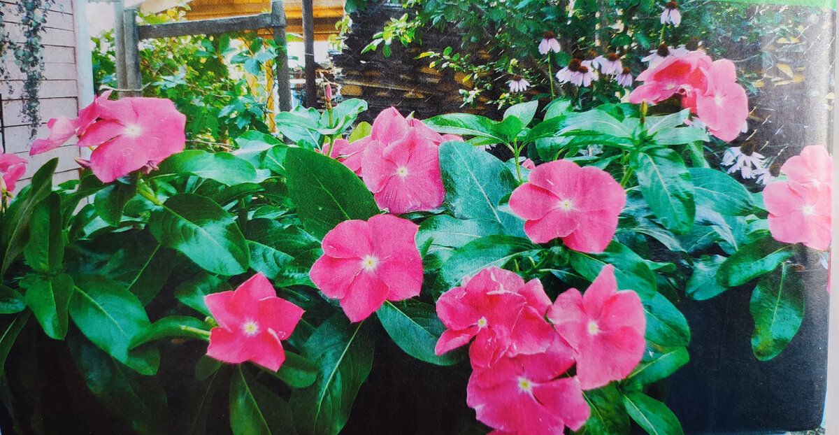 Катарантус. Фото автора