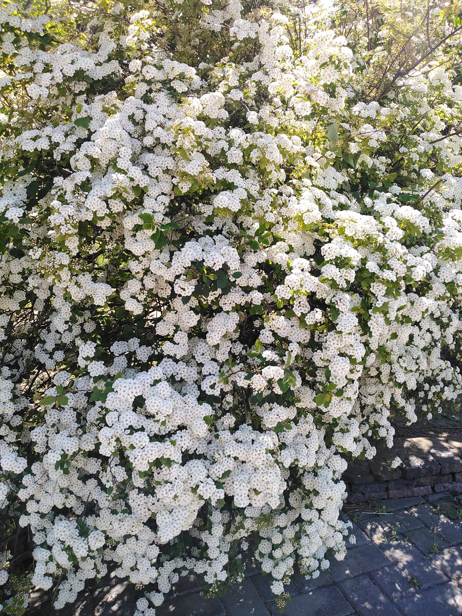 Вот такая красота. А запах.... Мёд.