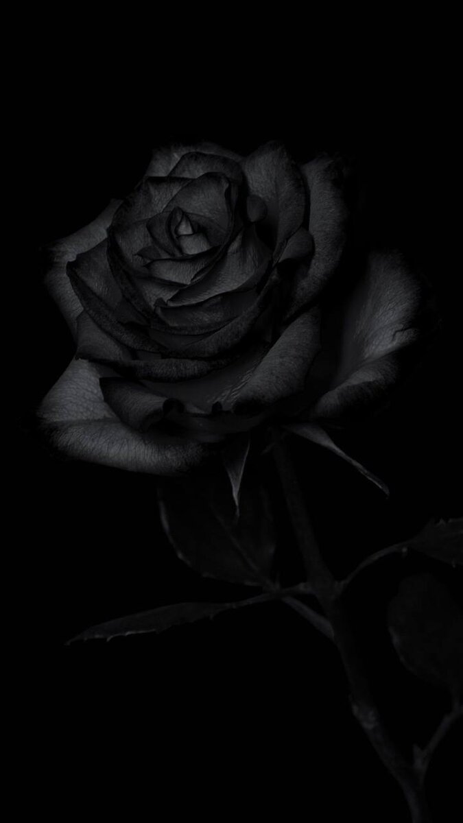 Черная роза обои на телефон