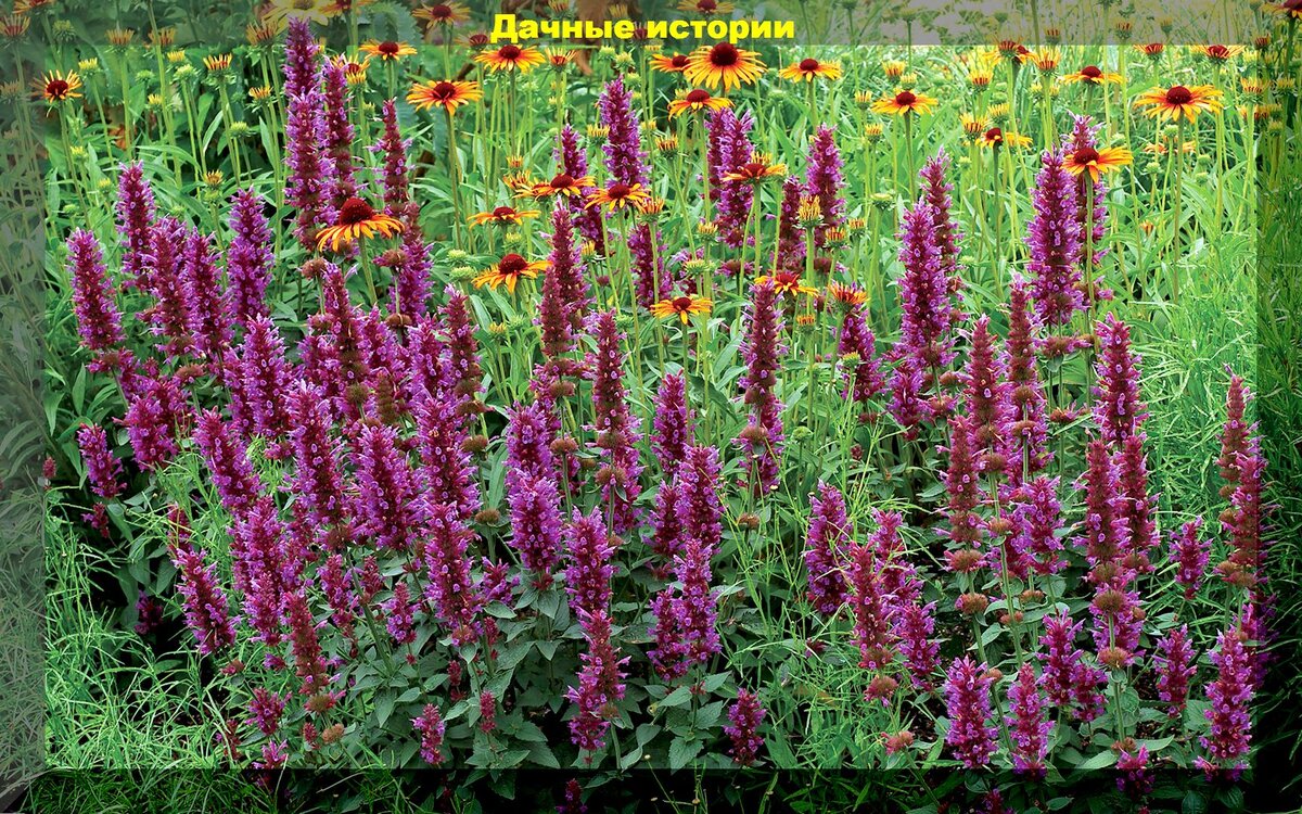 https://vk.com/photo-159774511_457253851
