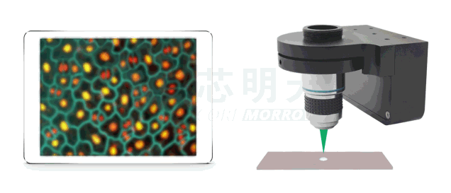 CoreMorrow Piezo Objective Scanner Used in Biotechnology