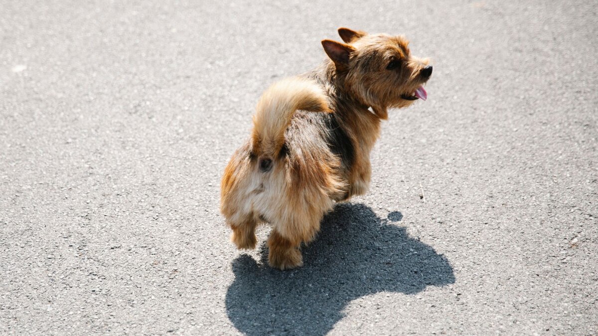 Собака идет по асфальтированной дороге 