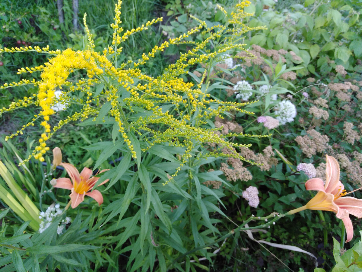 Солидаго извилистостебельный variegata