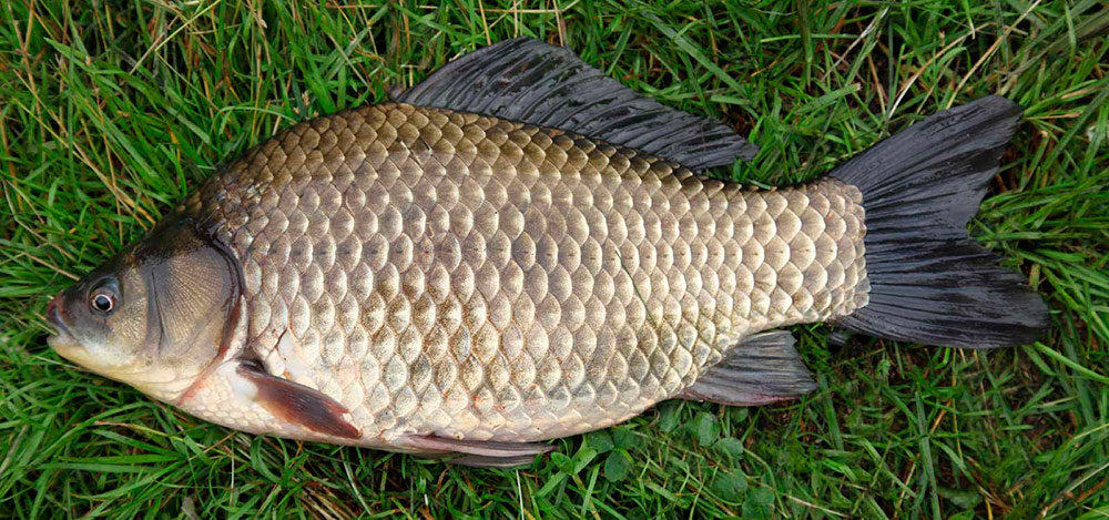 Карась на фидер! Как собрать снасть, чем прикормить, и что насадить…