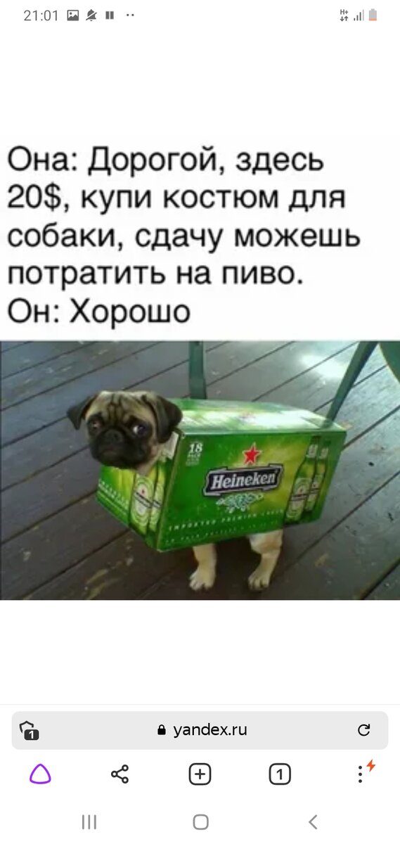 Новая надежда пёсика