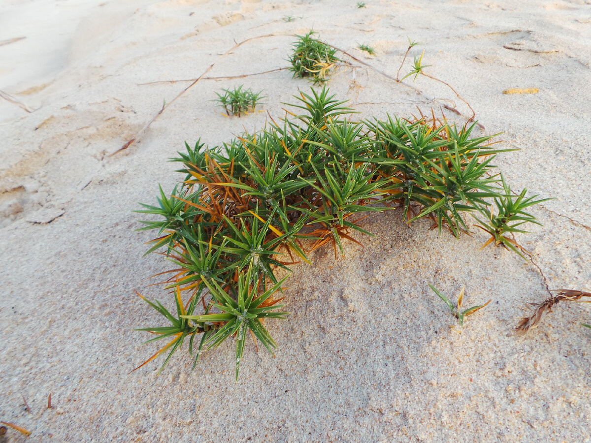 колючки на пляже