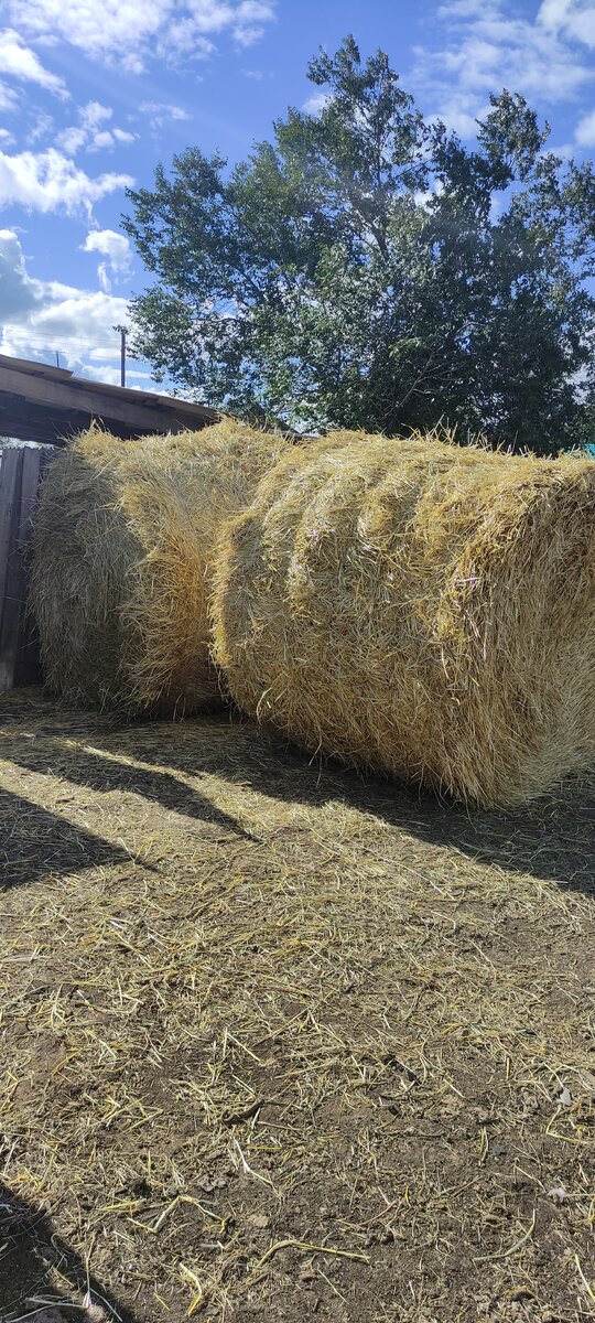 Два рулона соломы.