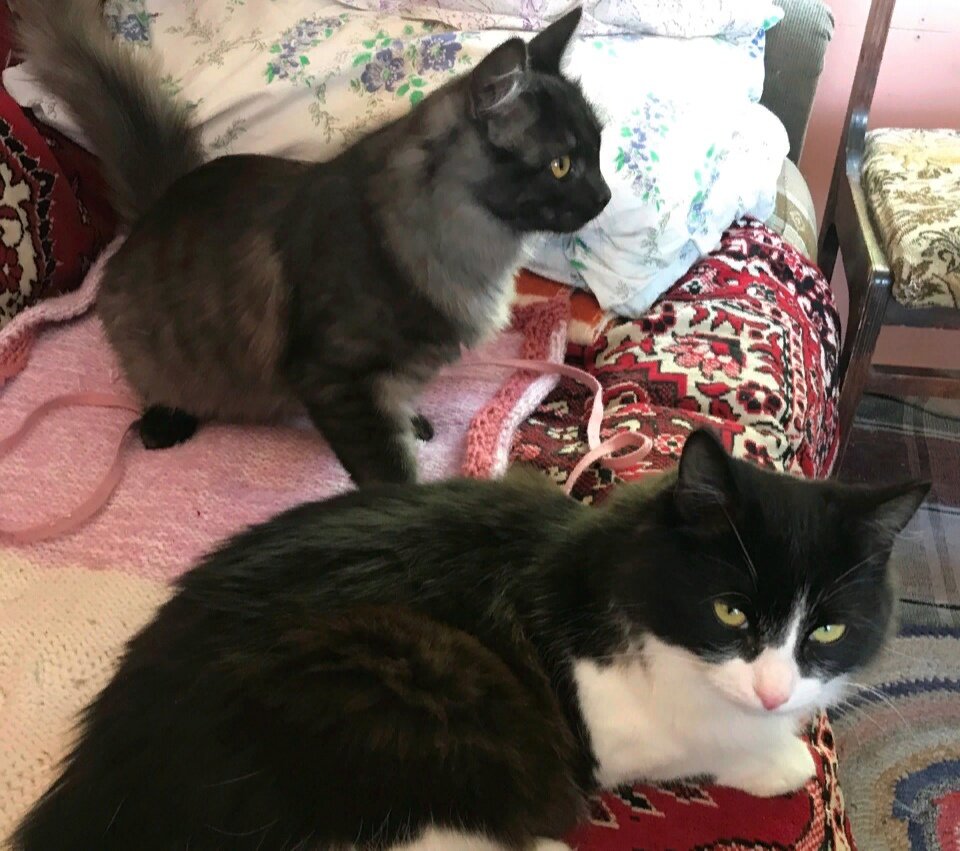 У Тимоши и Миши проблем с лотком не было. Живя на улице, они привыкли прибирать за собой