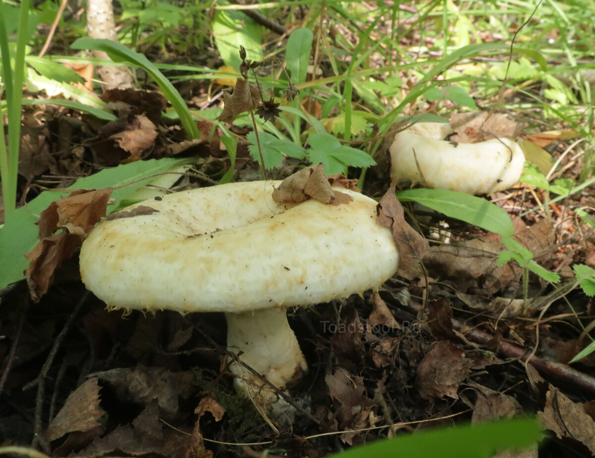 Даже я не ушел без груздя. Щедрый сезон! (фото И.Лебединского)