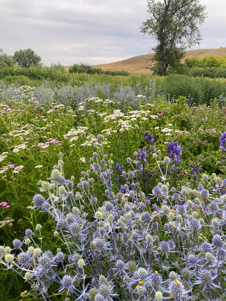 тысячелистники в пике цветения в конце июля
