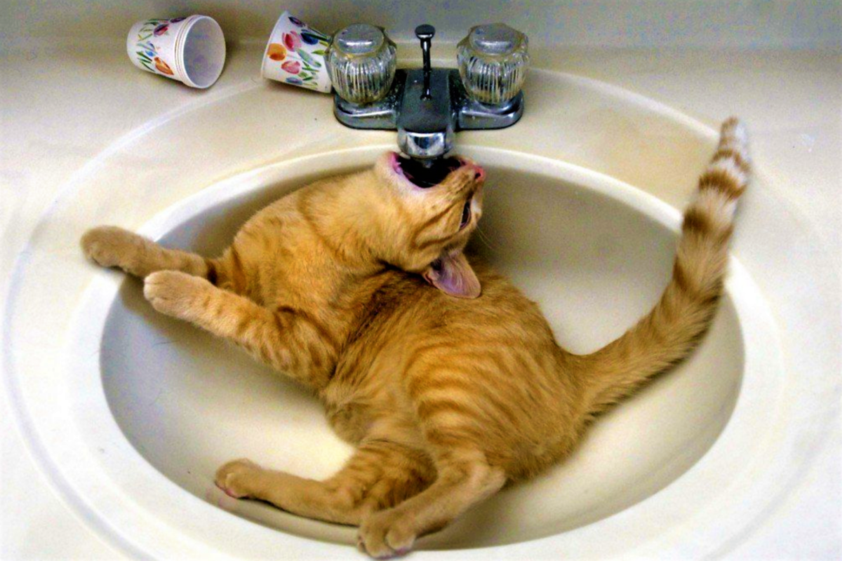 Жадность котов. Жаждущий успеха коты. Кошка облизывается. Смешной кот успех. Животные в жару.