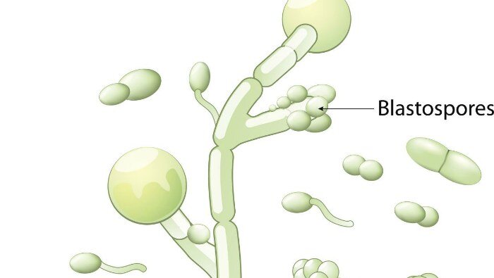 Схема кандида. Бластоспоры кандида. Строение грибов Candida. Строение гриба кандида. Строение гриба Candida albicans.