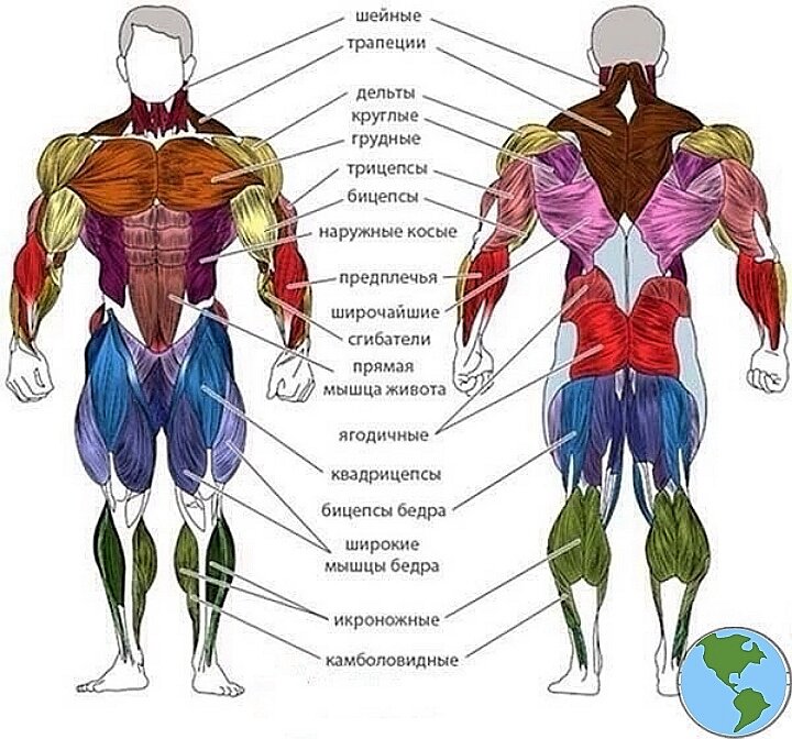 Части тела мышцы. Строение человека мышцы анатомия. Мышцы человека схема расположения. Анатомия мышц человека бодибилдинг. Мышцы туловища схема.