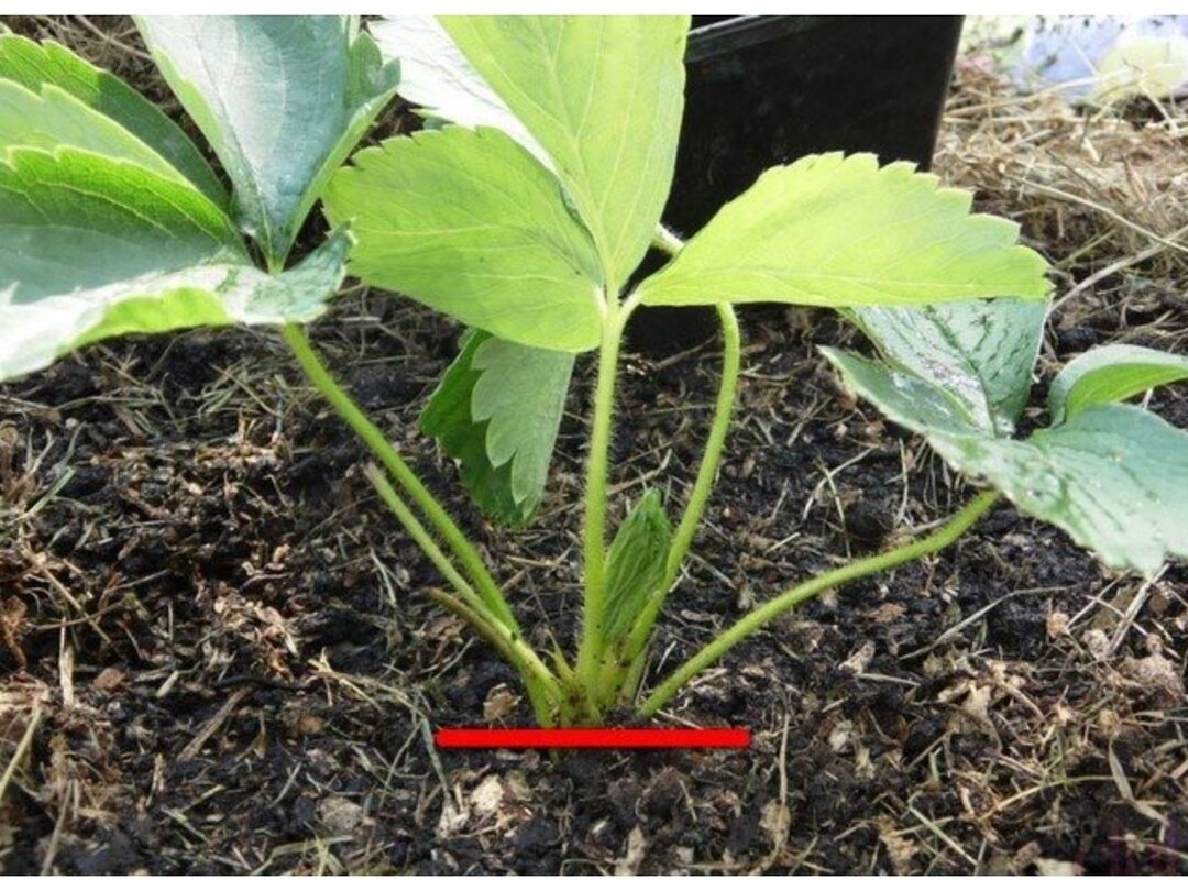 Можно ли закапывать листья. Корневая шейка у клубники. Рассада клубники корни. Клубника Сельва рассада. Рыхление рассады клубники.