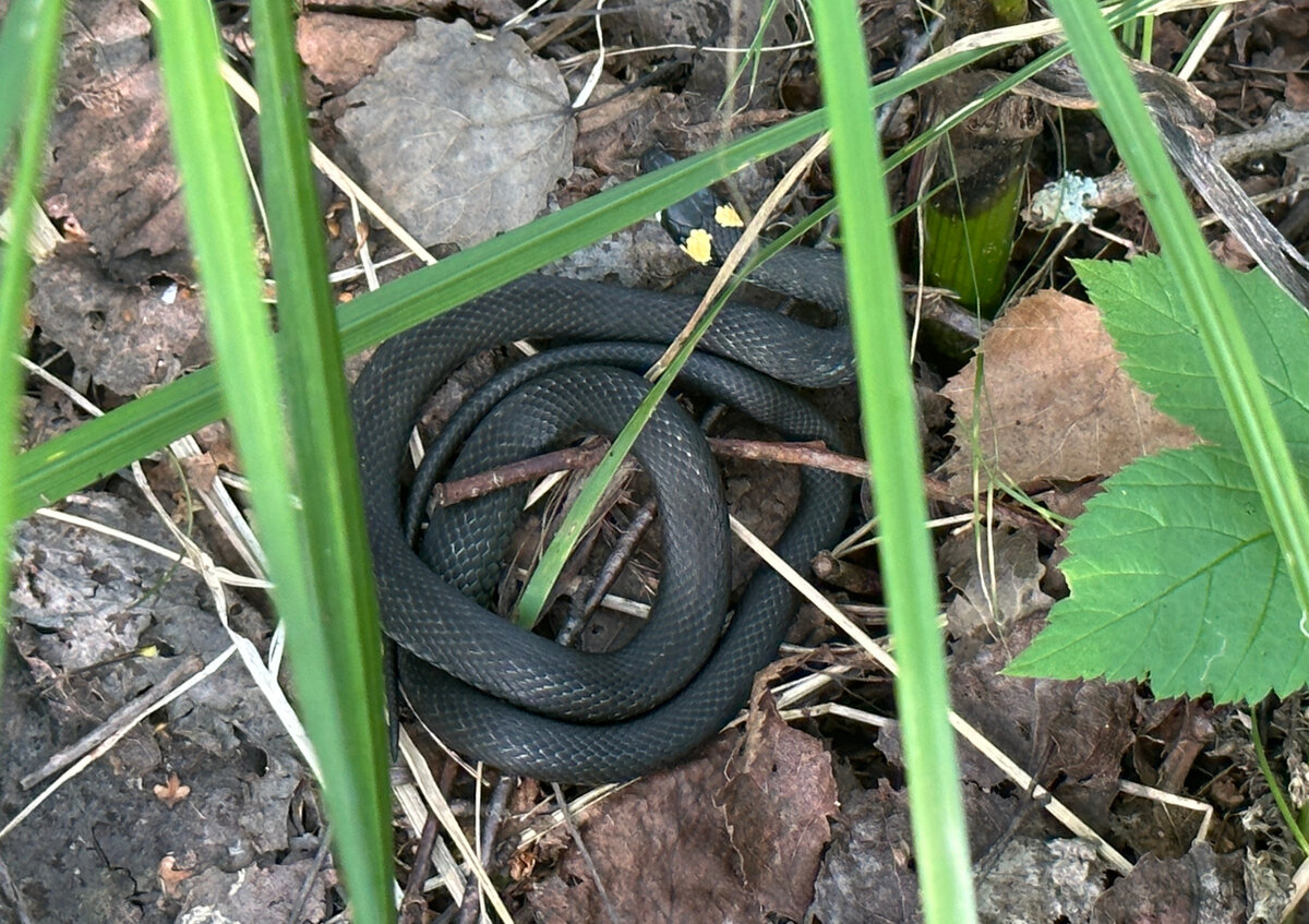 А этот - молодой и просто греется.