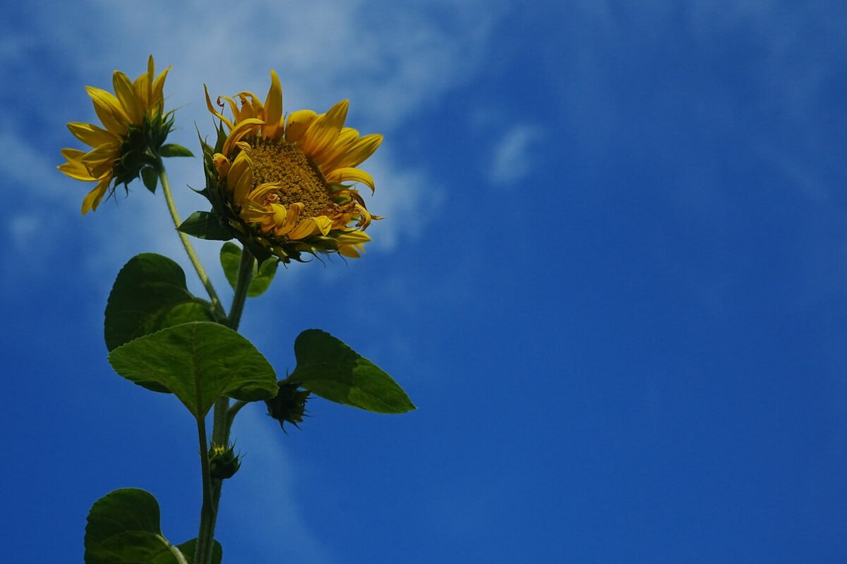 Дачный агроном 