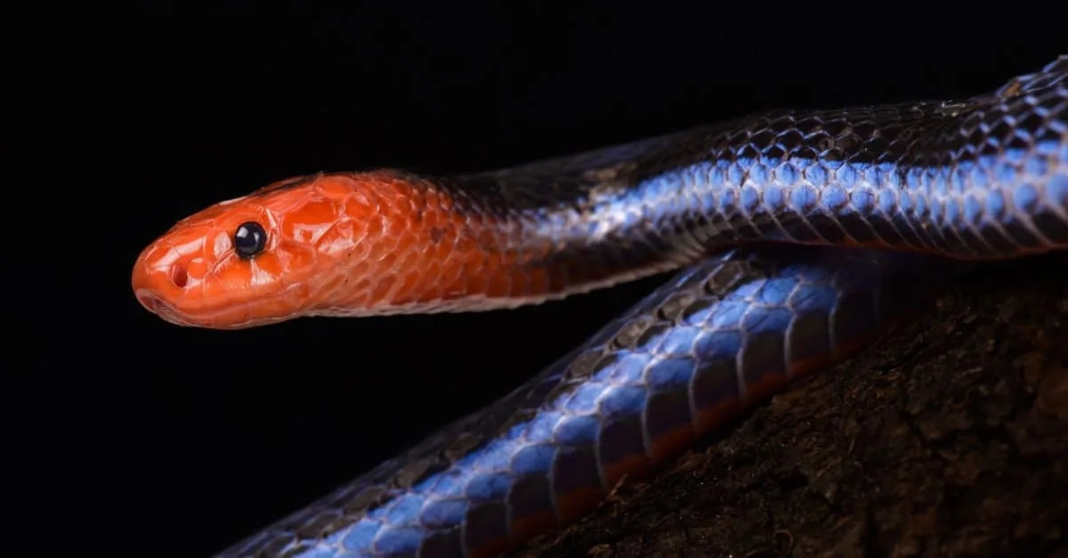 Ой, ну хватит меня нахваливать, я аж вся покраснела! 