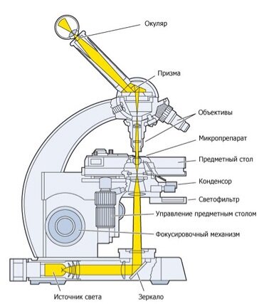 Принцип работы светового микроскопа