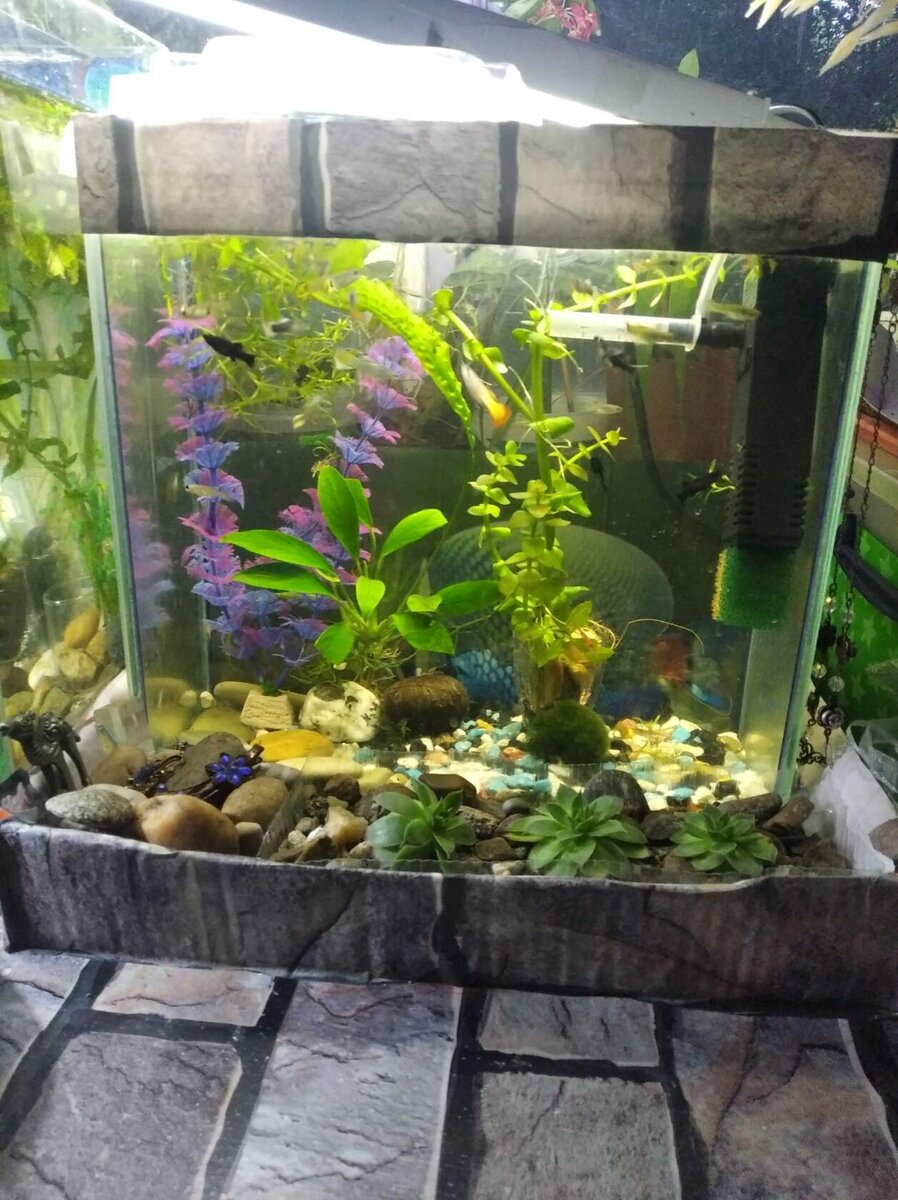 фото автора. 10л. На тот момент гуппи,моллинезии 