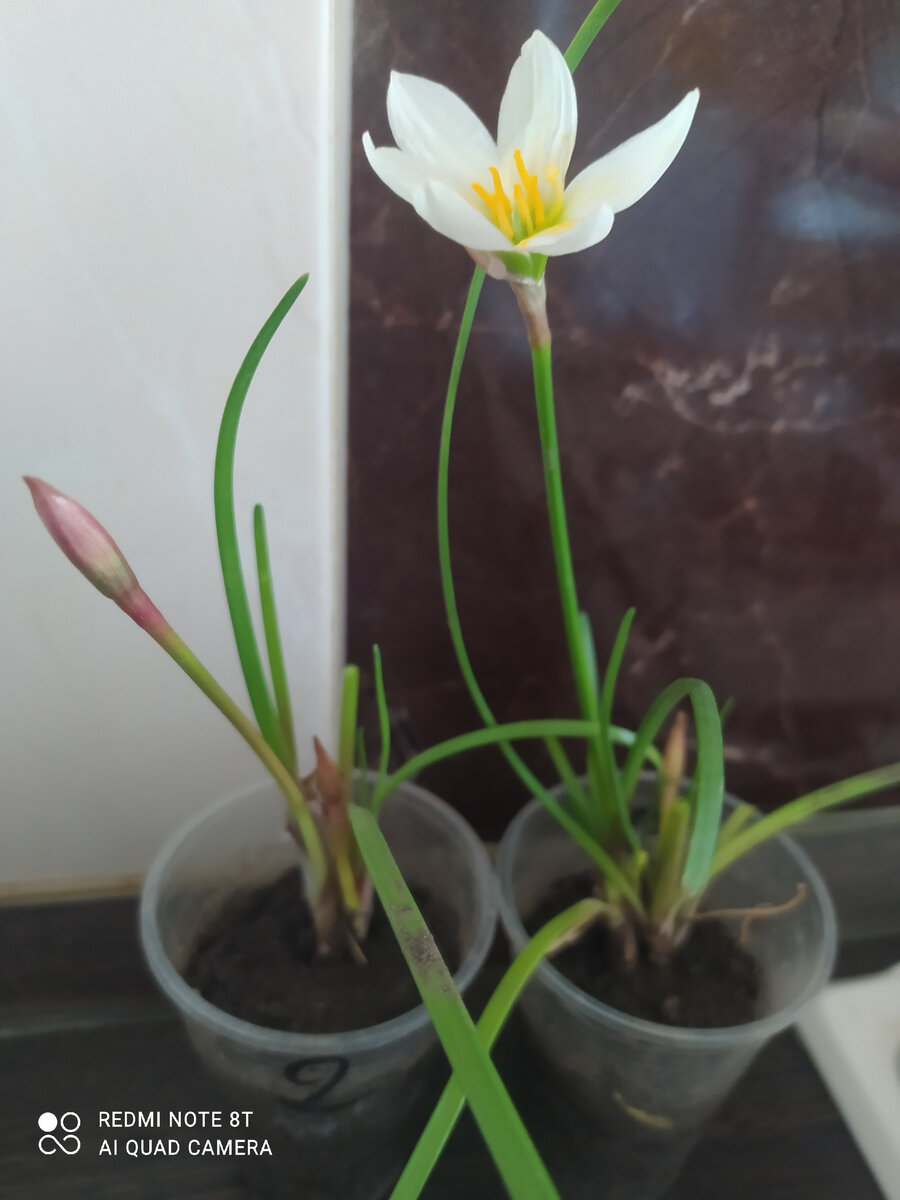 Зефирантес