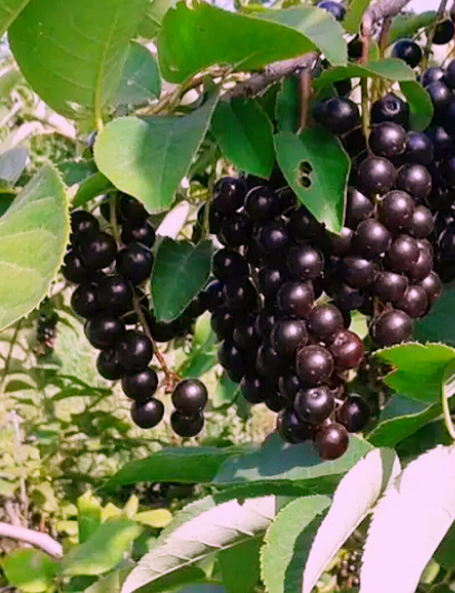 Черёмуха обыкновенная