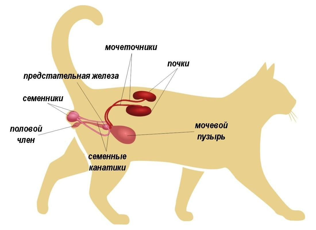 Когда кастрируют котят в каком. Мочеполовая система у котов схема. Строение мочеполовой системы собаки самки. Строение мочеполовой системы у собак. Строение мочеполовой системы у собак кобелей.