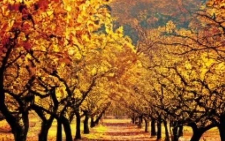    Коричнево-мраморного клопа важно не оставить на зимовку