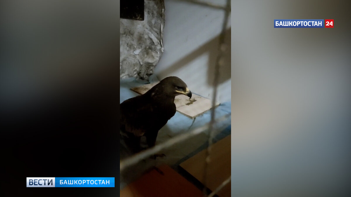    В башкирском Стерлитамаке спасли краснокнижного орла-могильника