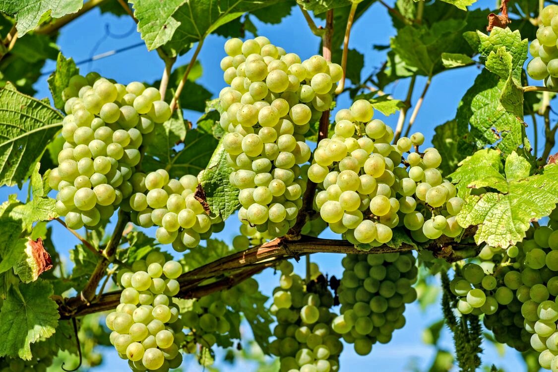 Интересные факты о винограде: мы до сих пор пьем вино с древних лоз