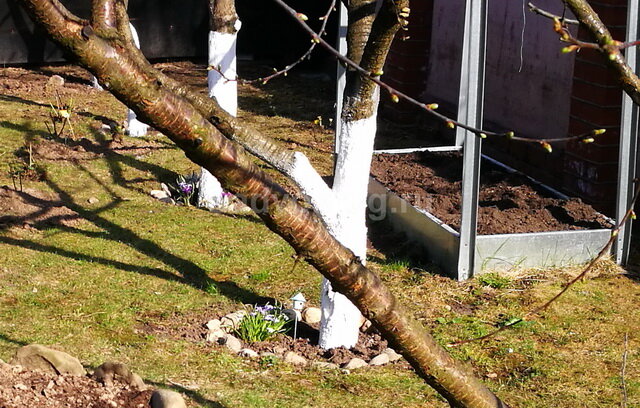 Весенняя побелка деревьев