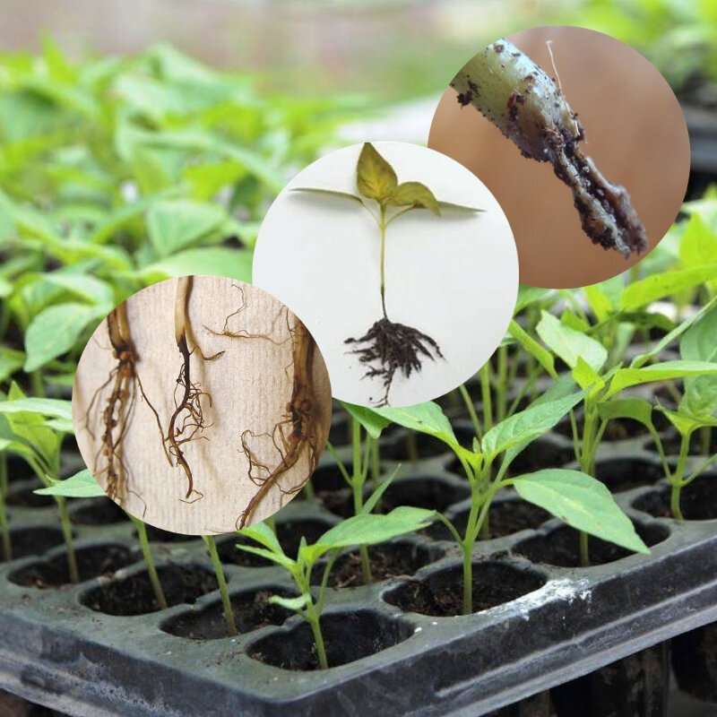 фото https://yandex.ru/images/